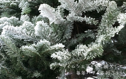 ハワイキタワー・クリスマスツリー
